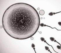 做试管防止卵巢过度刺激有方法，学会饮食其实很重要